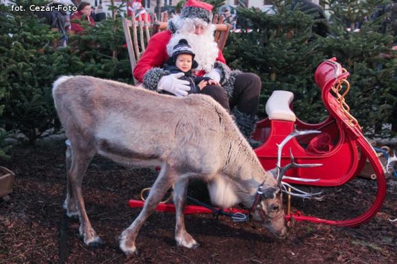 Gwiazda Zbawcę im ogłasza, Nadzieją się cieszą. Wigilia pod Ratuszem