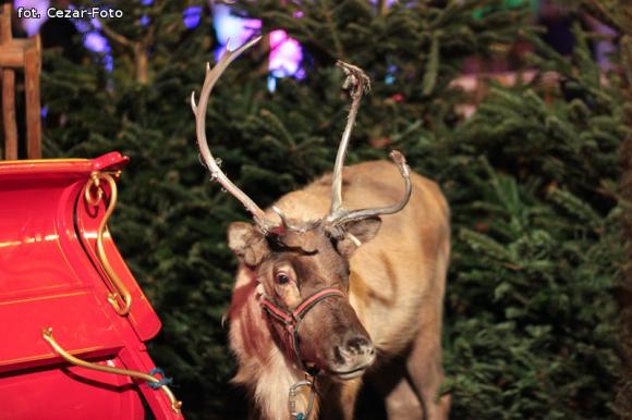 Gwiazda Zbawcę im ogłasza, Nadzieją się cieszą. Wigilia pod Ratuszem