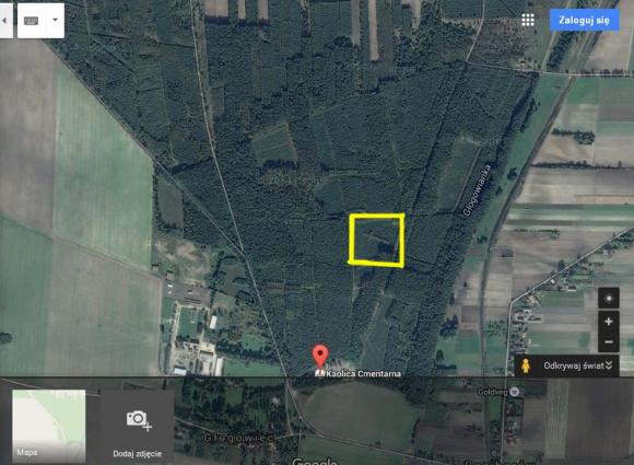 Ciekawostka. Brzozowy krzyż dla Jana Pawła II w głogowieckim lesie