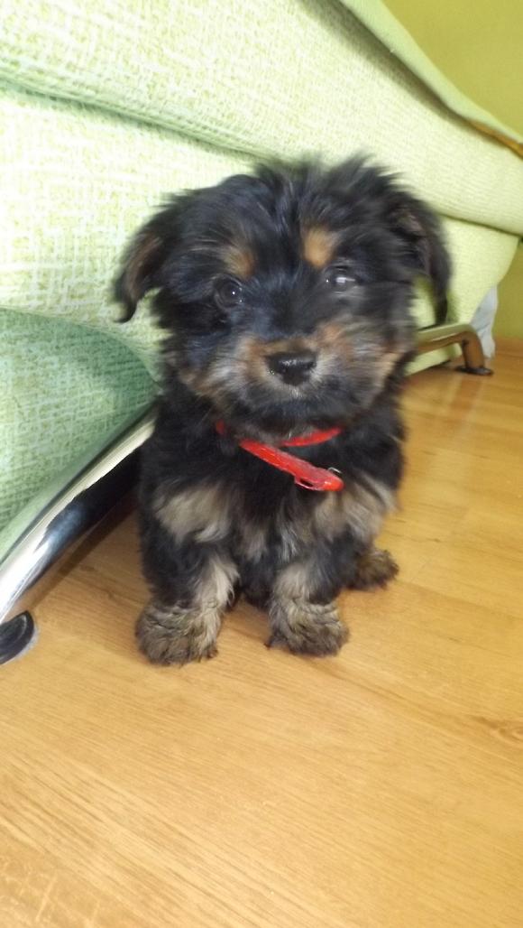 Klub Szczeniaka. Czekamy na zgłoszenia