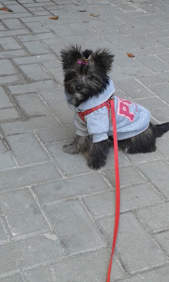 Klub Szczeniaka. Czekamy na zgłoszenia