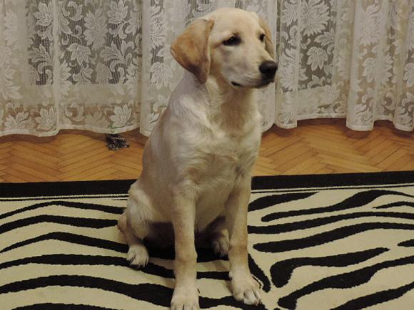 Klub Szczeniaka. Czekamy na zgłoszenia