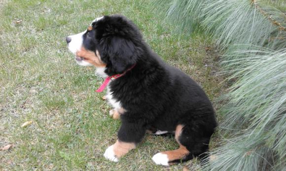 Klub Szczeniaka. Czekamy na zgłoszenia