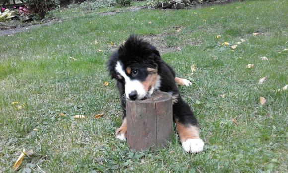 Klub Szczeniaka. Czekamy na zgłoszenia