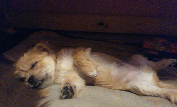 Druga galeria Klubu Szczeniaka. Do 18 marca prześlij zdjęcie