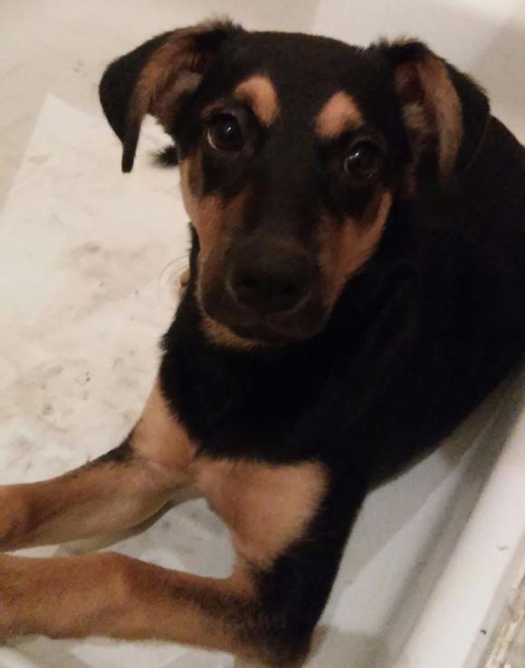 Druga galeria Klubu Szczeniaka. Do 18 marca prześlij zdjęcie