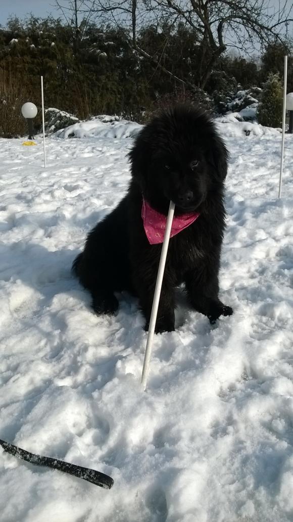 Druga galeria Klubu Szczeniaka. Do 18 marca prześlij zdjęcie