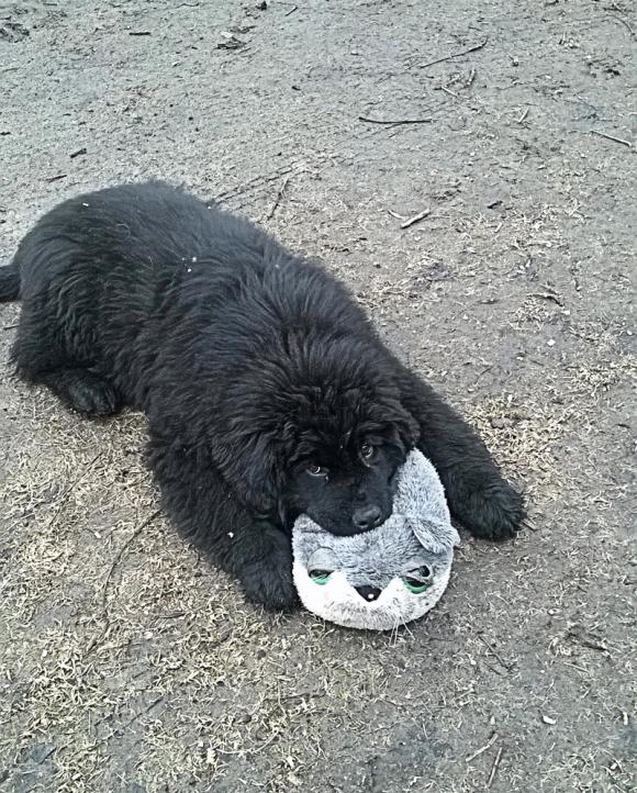 Druga galeria Klubu Szczeniaka. Do 18 marca prześlij zdjęcie