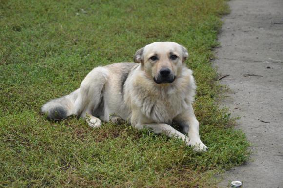 Druga galeria Klubu Szczeniaka. Do 18 marca prześlij zdjęcie