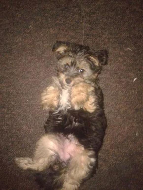 Druga galeria Klubu Szczeniaka. Do 18 marca prześlij zdjęcie