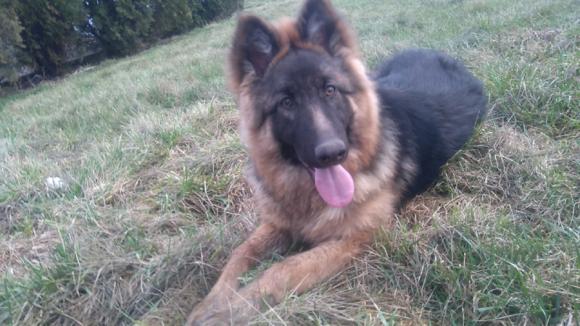 Druga galeria Klubu Szczeniaka. Do 18 marca prześlij zdjęcie