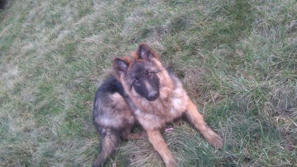 Druga galeria Klubu Szczeniaka. Do 18 marca prześlij zdjęcie