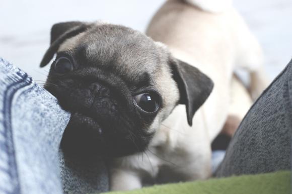 Druga galeria Klubu Szczeniaka. Do 18 marca prześlij zdjęcie