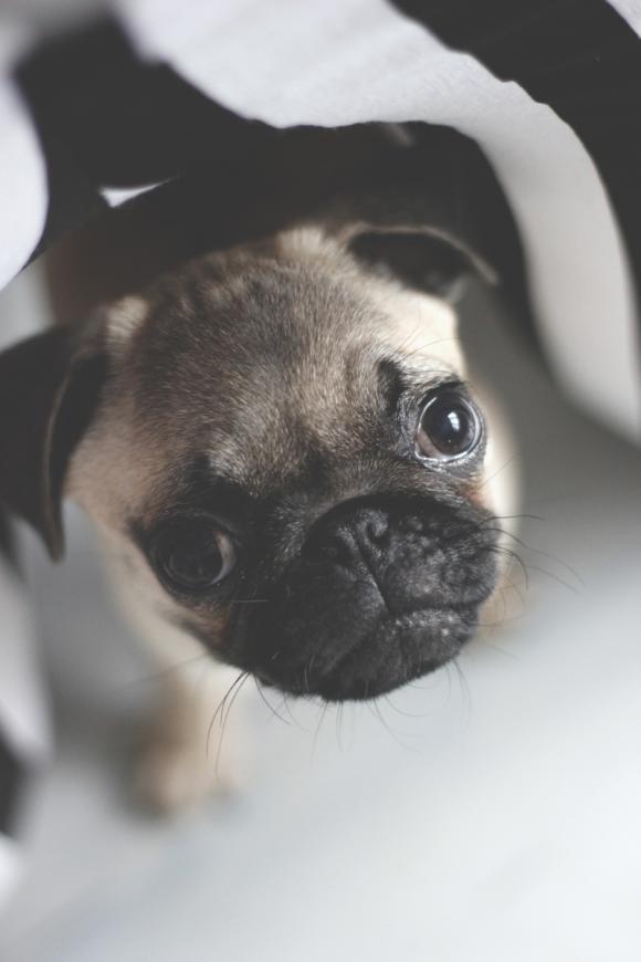 Druga galeria Klubu Szczeniaka. Do 18 marca prześlij zdjęcie