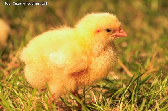 Kto zaśpiewa na Festiwalu Rozdźwięki w październiku? Wyniki eliminacji