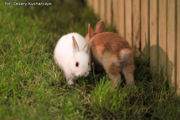 Kto zaśpiewa na Festiwalu Rozdźwięki w październiku? Wyniki eliminacji