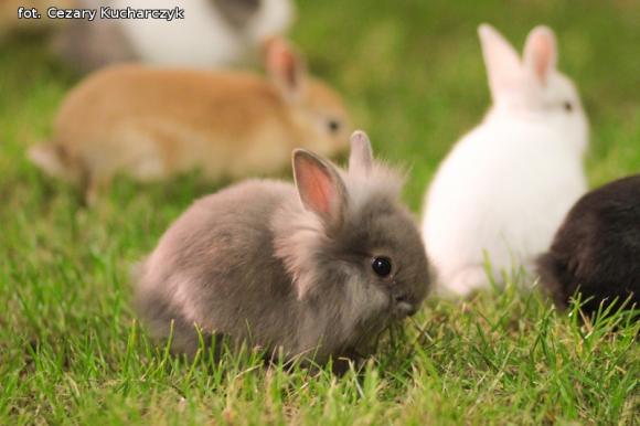 Kto zaśpiewa na Festiwalu Rozdźwięki w październiku? Wyniki eliminacji