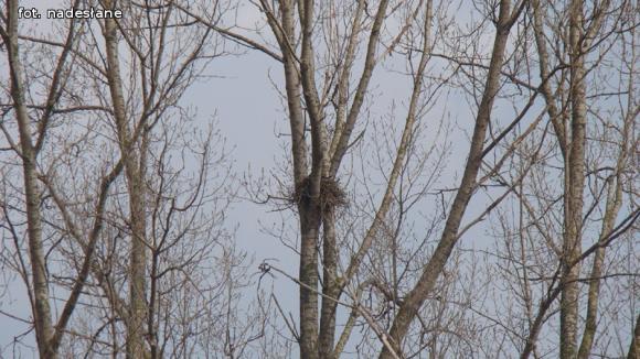 Jak Wiosnę witali w Strzegocinie?