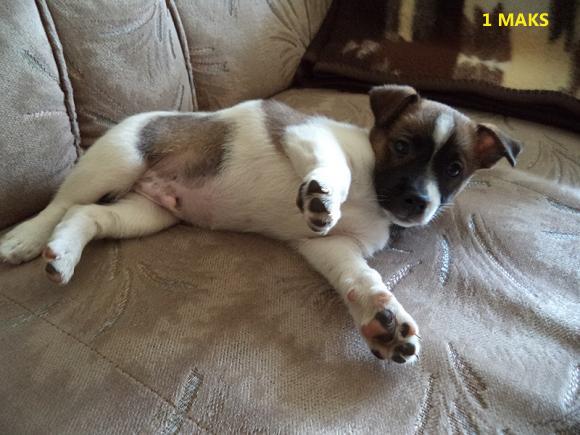 Klub Szczeniaka z nagrodami