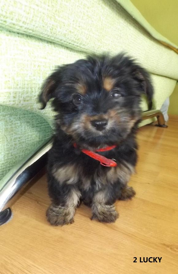 Klub Szczeniaka z nagrodami