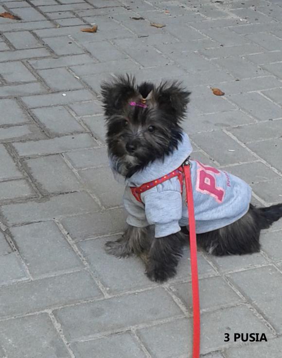 Klub Szczeniaka z nagrodami