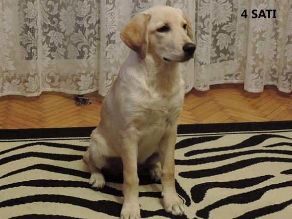 Klub Szczeniaka z nagrodami