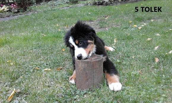 Klub Szczeniaka z nagrodami