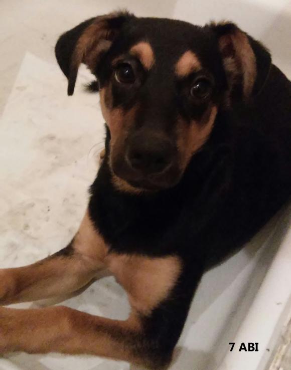 Klub Szczeniaka z nagrodami