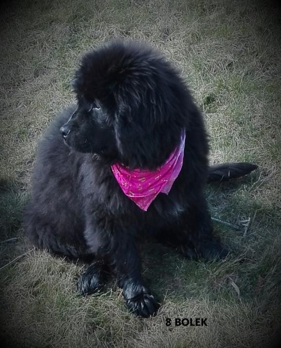 Klub Szczeniaka z nagrodami