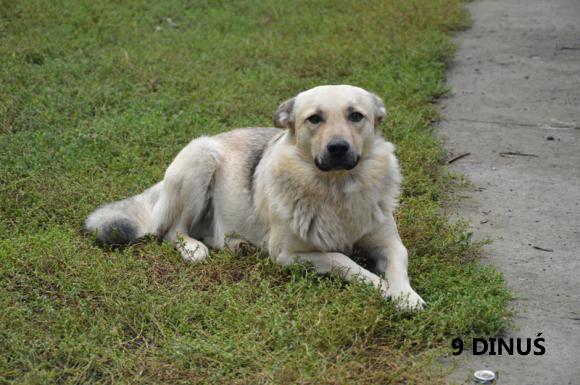Klub Szczeniaka z nagrodami