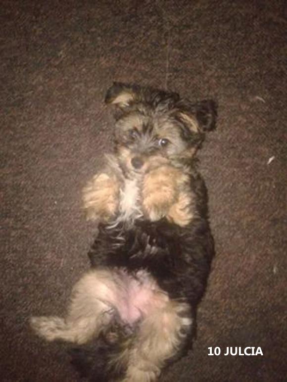 Klub Szczeniaka z nagrodami