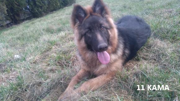 Klub Szczeniaka z nagrodami