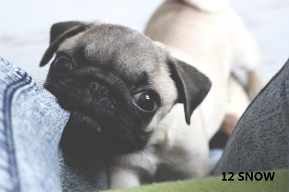 Klub Szczeniaka z nagrodami