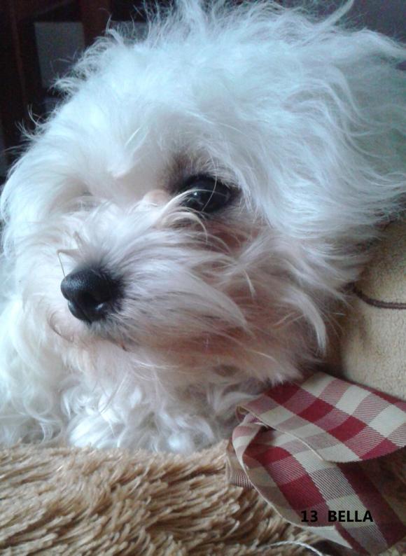 Klub Szczeniaka z nagrodami