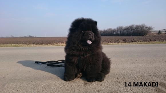 Klub Szczeniaka z nagrodami