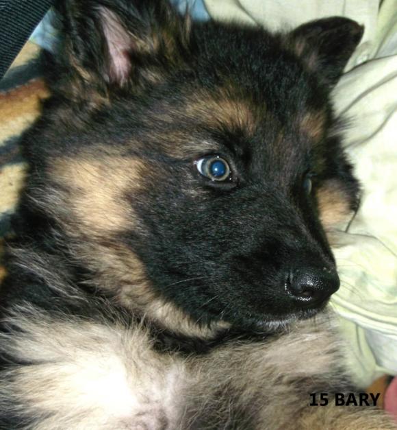 Klub Szczeniaka z nagrodami