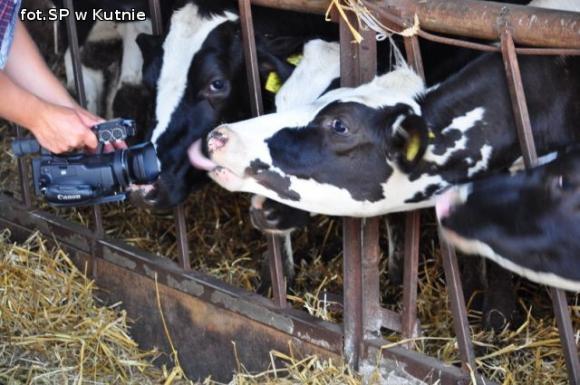 Firmy z gmin Krośniewice i Nowe Ostrowy walczą o Lwa Kutnowskiego