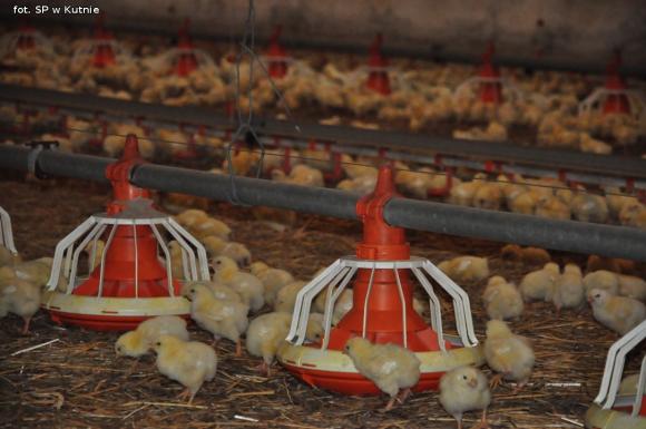 Kandydaci do Lwa Kutnowskiego z gmin Krośniewice, Kutno, Strzelce i Dąbrowice