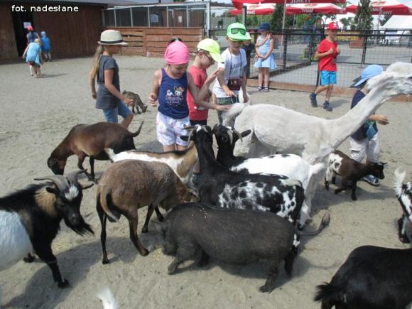 Udane wakacje z MDKiem