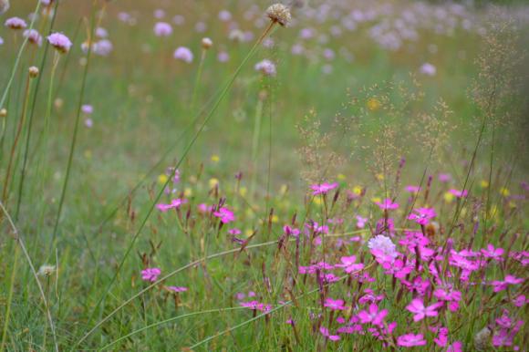 Laureaci konkursu fotograficznego Kwiaty w obiektywie