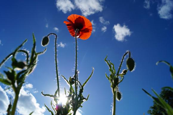 Laureaci konkursu fotograficznego Kwiaty w obiektywie
