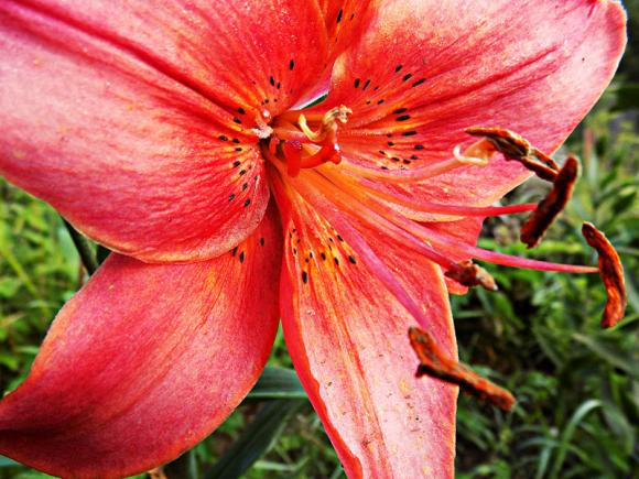 Laureaci konkursu fotograficznego Kwiaty w obiektywie