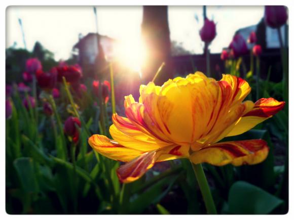 Laureaci konkursu fotograficznego Kwiaty w obiektywie