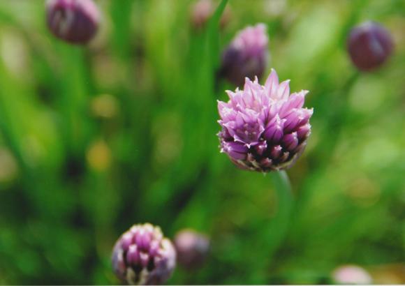 Laureaci konkursu fotograficznego Kwiaty w obiektywie