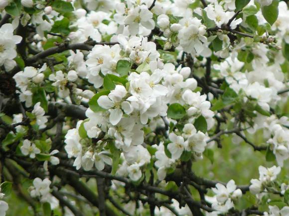 Laureaci konkursu fotograficznego Kwiaty w obiektywie