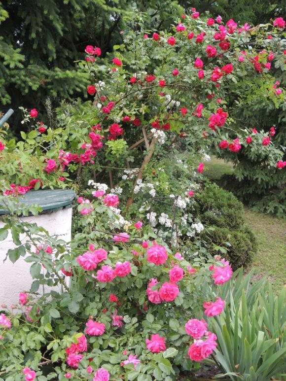 Laureaci konkursu fotograficznego Kwiaty w obiektywie