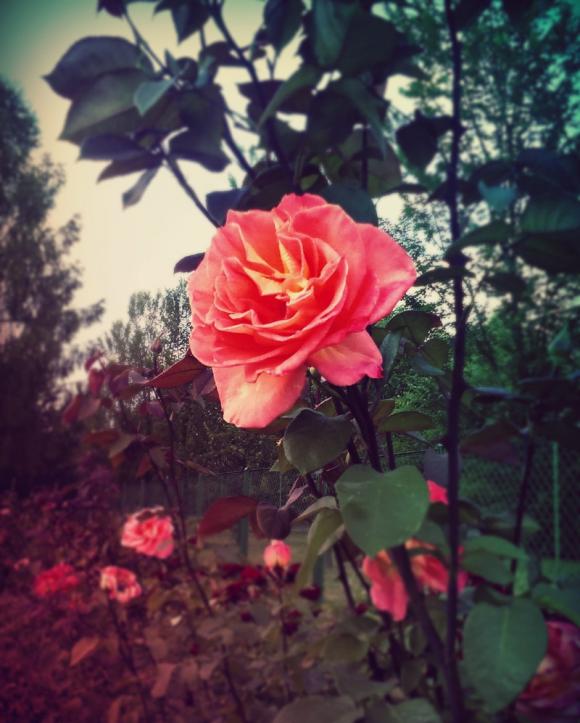 Laureaci konkursu fotograficznego Kwiaty w obiektywie