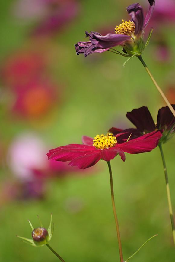 Laureaci konkursu fotograficznego Kwiaty w obiektywie