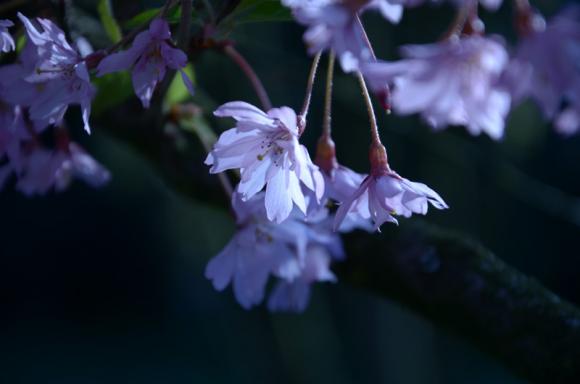 Laureaci konkursu fotograficznego Kwiaty w obiektywie