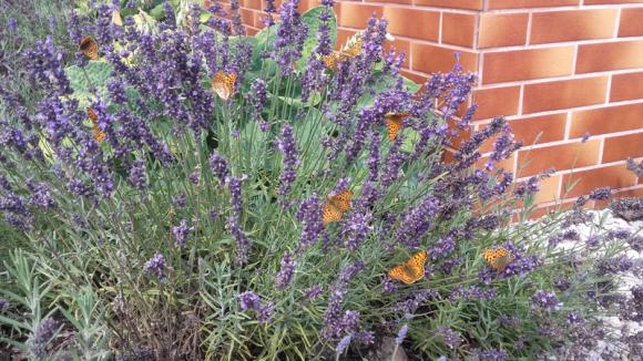 Laureaci konkursu fotograficznego Kwiaty w obiektywie